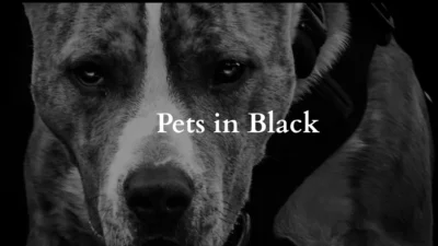 PetsinBlack banner Pets in black website banner